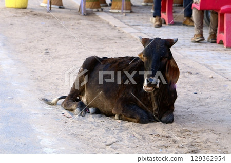 Delhi is a city in northern India on the banks of the Yamuna River. 129362954