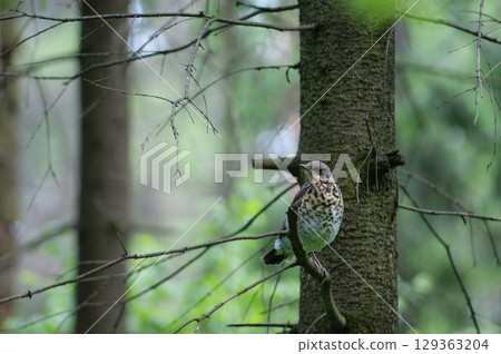 A song thrush (Turdus philomelos) on a tree branch in a forest 129363204