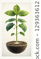 Vibrant green seedling growing in soil sphere, symbolizing life 129363612