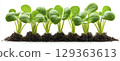 Vibrant green seedlings emerging from dark soil, showcasing growth 129363613