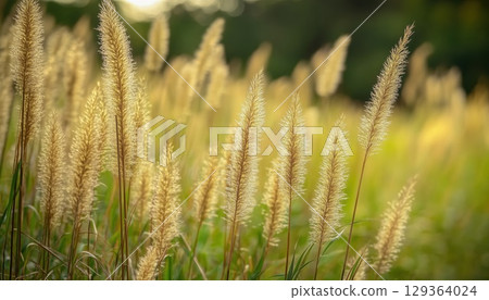 Stunning Panoramic Countryside Landscape With Blooming Wild High Grass In Sunlit Summer 129364024
