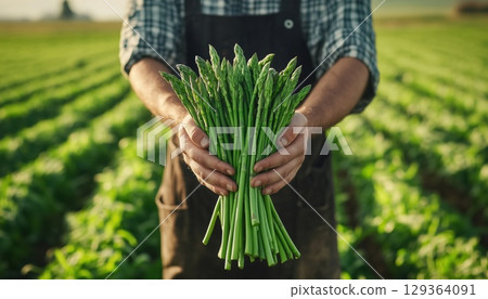 Farmer Holding A Bunch Of Fresh Green Asparagus In Front Of An Asparagus Field During Spring Season 129364091