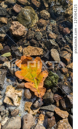 Top-down view of golden-yellow oak leaf resting on smooth, wet rocks in a shallow stream. Perfect for themes of autumn, nature and tranquility Top-down view of golden-yellow oak leaf resting on smooth, wet rocks in a shallow stream. Perfect for themes of autumn, nature and tranquility 129364225
