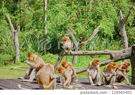 Proboscis Monkey in Borneo rainforest Sandakan Malaysia. Long-nosed monkey. It is endemic to Borneo. 129365401
