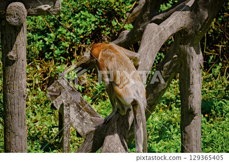 Proboscis Monkey in Borneo rainforest Sandakan Malaysia. Long-nosed monkey. It is endemic to Borneo. Proboscis Monkey in Borneo rainforest Sandakan Malaysia. Long-nosed monkey. It is endemic to Borneo. 129365405