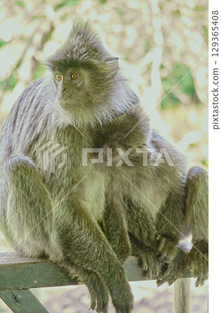 Trachypithecus cristatus in the jungles of Borneo island Malaysia 129365408