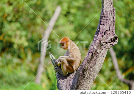 Proboscis Monkey in Borneo rainforest Sandakan Malaysia. Long-nosed monkey. It is endemic to Borneo. Proboscis Monkey in Borneo rainforest Sandakan Malaysia. Long-nosed monkey. It is endemic to Borneo. 129365410