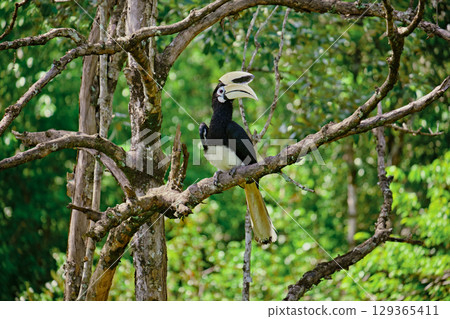 Rhinoceros bird in the jungles of Borneo island Malaysia 129365411