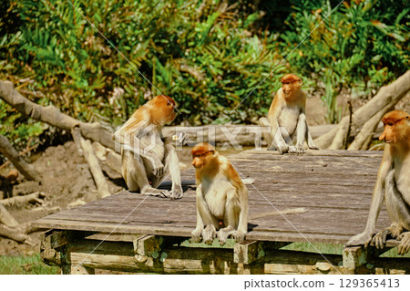 Proboscis Monkey in Borneo rainforest Sandakan Malaysia. Long-nosed monkey. It is endemic to Borneo. Proboscis Monkey in Borneo rainforest Sandakan Malaysia. Long-nosed monkey. It is endemic to Borneo. 129365413