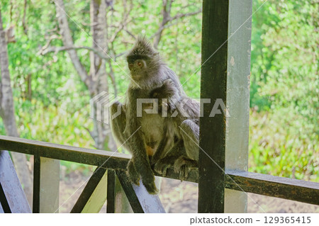 Trachypithecus cristatus in the jungles of Borneo island Malaysia Trachypithecus cristatus in the jungles of Borneo island Malaysia 129365415