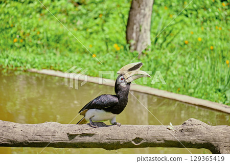 Rhinoceros bird in the jungles of Borneo island Malaysia Rhinoceros bird in the jungles of Borneo island Malaysia 129365419
