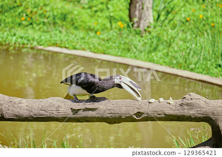 Rhinoceros bird in the jungles of Borneo island Malaysia 129365421