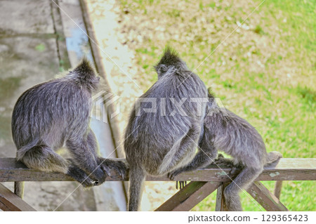 Trachypithecus cristatus in the jungles of Borneo island Malaysia 129365423