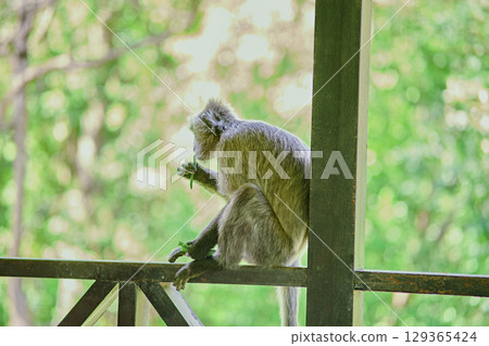 Trachypithecus cristatus in the jungles of Borneo island Malaysia Trachypithecus cristatus in the jungles of Borneo island Malaysia 129365424