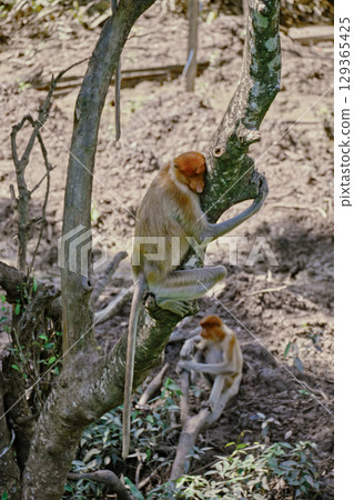 Proboscis Monkey in Borneo rainforest Sandakan Malaysia. Long-nosed monkey. It is endemic to Borneo. Proboscis Monkey in Borneo rainforest Sandakan Malaysia. Long-nosed monkey. It is endemic to Borneo. 129365425