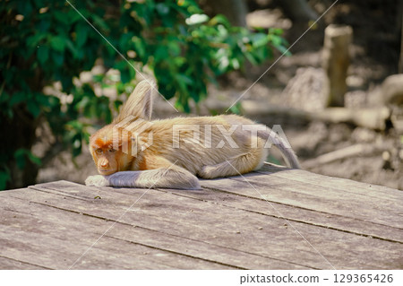 Proboscis Monkey in Borneo rainforest Sandakan Malaysia. Long-nosed monkey. It is endemic to Borneo. Proboscis Monkey in Borneo rainforest Sandakan Malaysia. Long-nosed monkey. It is endemic to Borneo. 129365426