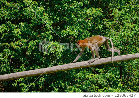 Proboscis Monkey in Borneo rainforest Sandakan Malaysia. Long-nosed monkey. It is endemic to Borneo. Proboscis Monkey in Borneo rainforest Sandakan Malaysia. Long-nosed monkey. It is endemic to Borneo. 129365427