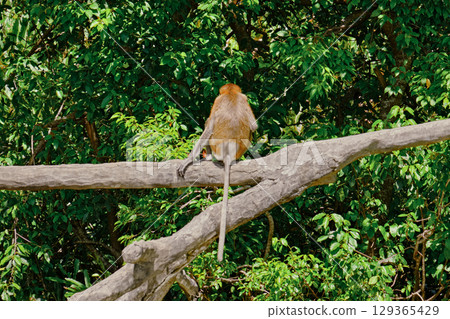Proboscis Monkey in Borneo rainforest Sandakan Malaysia. Long-nosed monkey. It is endemic to Borneo. Proboscis Monkey in Borneo rainforest Sandakan Malaysia. Long-nosed monkey. It is endemic to Borneo. 129365429