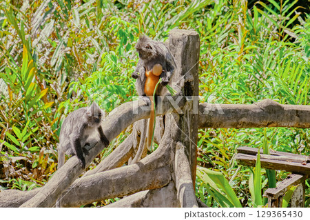 Trachypithecus cristatus in the jungles of Borneo island Malaysia 129365430