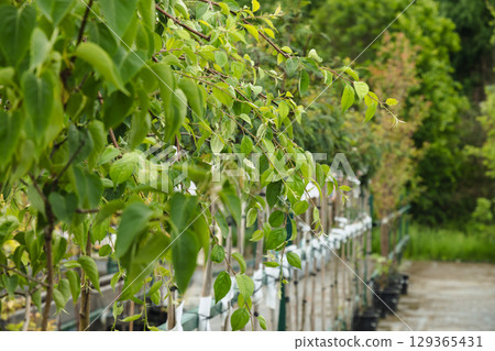 Lush green birch trees in pots for sale. Landscaping, gardening, or ornamental purposes. Evergreen plants in cultivated garden. Close up. 129365431