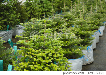 Dense big spruce trees in nursery with lush foliage in special pot for plant for sale. Outdoors. Gardening. Small business. 129365439