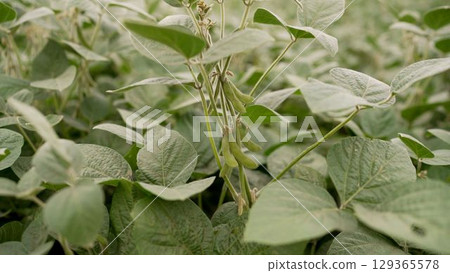 Soybeans growing in agricultural field: pods developing on plant 129365578