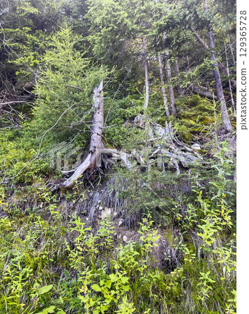 Landscape in foothills of the Tatras. Roots and branches of trees in the forest. 129365728