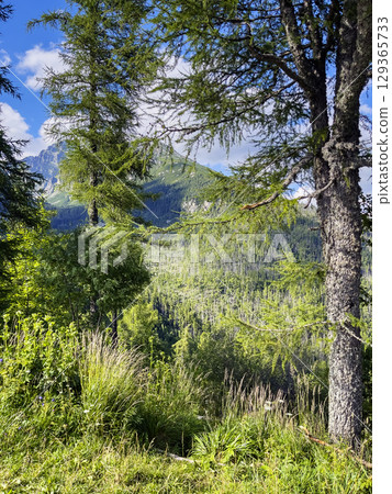 Landscape in the foothills of the Tatras. Mountain peaks against the blue sky and clouds are visible through the branches of the trees. 129365733