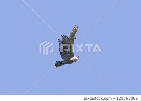 Flying Mountain Hawk-Eagle and Grey-faced Buzzard Flying Mountain Hawk-Eagle and Grey-faced Buzzard 129365869