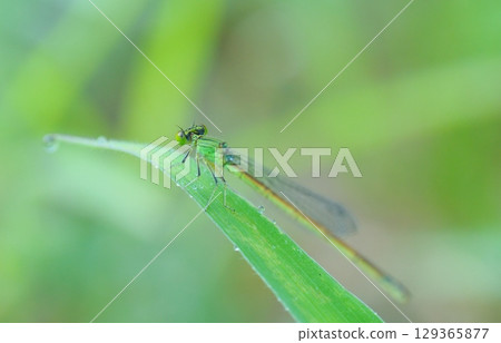 Full-body photo of a damselfly resting on a leaf 129365877