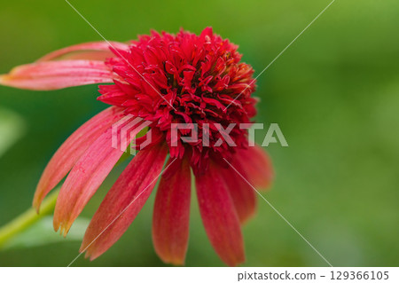 Echinacea flower on a blurred green background. Echinacea flower on a blurred green background. 129366105