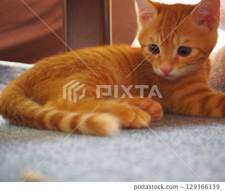 小貓 7 129366139