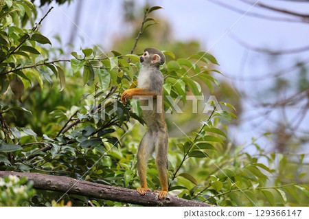 Squirrel monkey standing up in a tree Squirrel monkey standing up in a tree 129366147