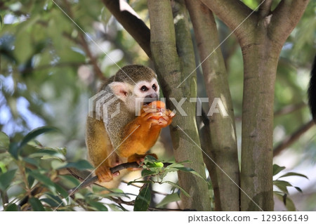 松鼠猴在樹上吃食物 松鼠猴在樹上吃食物 129366149