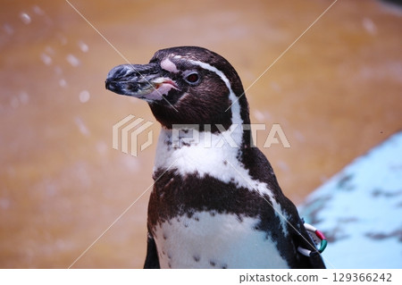 企鵝在動物園 企鵝在動物園 129366242