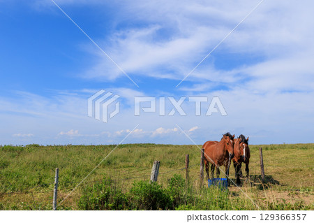 Kiritappu Horse Kiritappu Horse 129366357