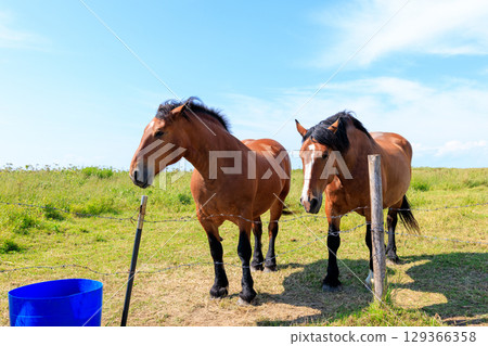 Kiritappu Horse Kiritappu Horse 129366358