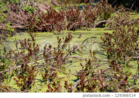 Lush, vibrant green marshland featuring emerging vegetation along with various algae present Lush, vibrant green marshland featuring emerging vegetation along with various algae present 129366514