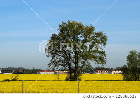 Scenic Agricultural Fields in Spring Light Scenic Agricultural Fields in Spring Light 129366522