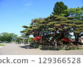Scenery of Hakodate Park_Hakodate Park 129366528