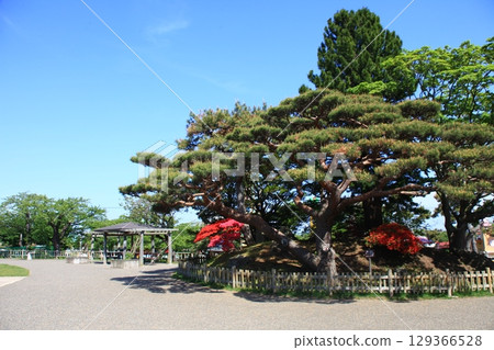函館公園風景_函館公園 129366528