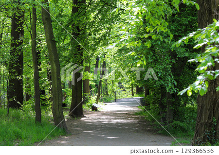 Park Alley with Green Plantings 129366536