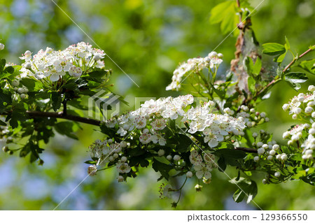 Colorful Spring Nature Scene with Flowers in Bloom Colorful Spring Nature Scene with Flowers in Bloom 129366550