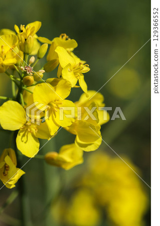 Colorful Spring Nature Scene with Flowers in Bloom Colorful Spring Nature Scene with Flowers in Bloom 129366552