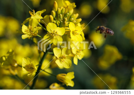 Colorful Spring Nature Scene with Flowers in Bloom Colorful Spring Nature Scene with Flowers in Bloom 129366555
