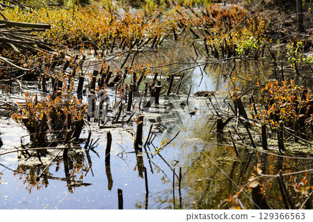 Overgrown River with Moss and Dense Vegetation Overgrown River with Moss and Dense Vegetation 129366563