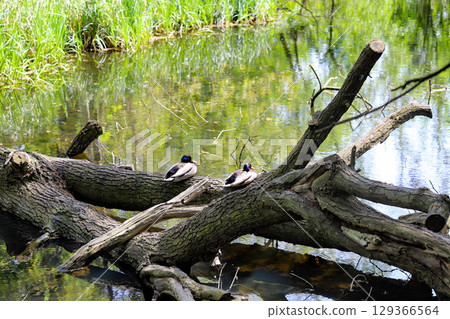 Spring Lake with Wild Ducks and Budding Trees Spring Lake with Wild Ducks and Budding Trees 129366564