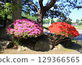 Azalea scenery in Hakodate Park_Hakodate Park 129366565