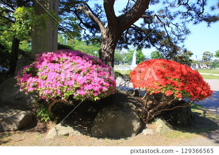 函館公園的杜鵑花風景_函館公園 129366565
