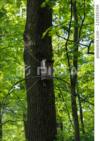 Wooden Birdhouse on a Tree in Spring Forest 129366566